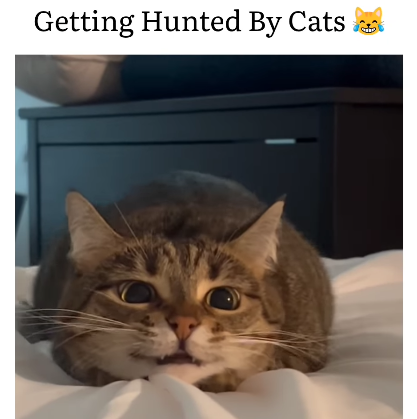 Getting Hunted By Cats
