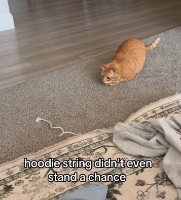 hoodie string didn't even stand a chance