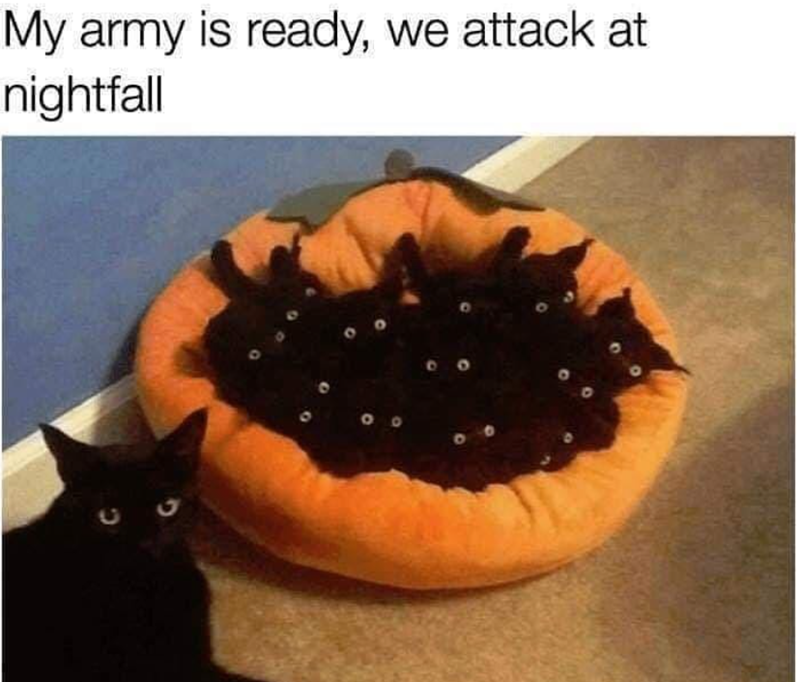 My army is ready, we attack at nightfall