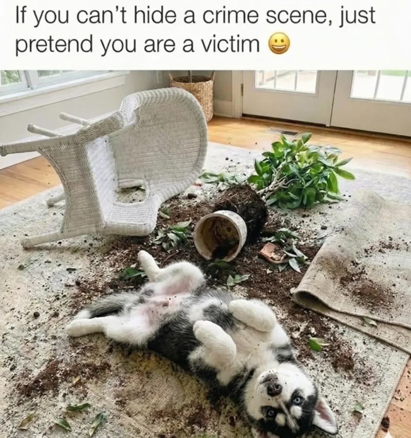If you can't hide a crime scene, just pretend you are a victim