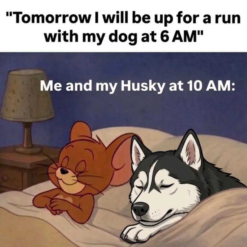 "Tomorrow I will be up for a run with my dog at 6 AM" Me and my Husky at 10 AM: