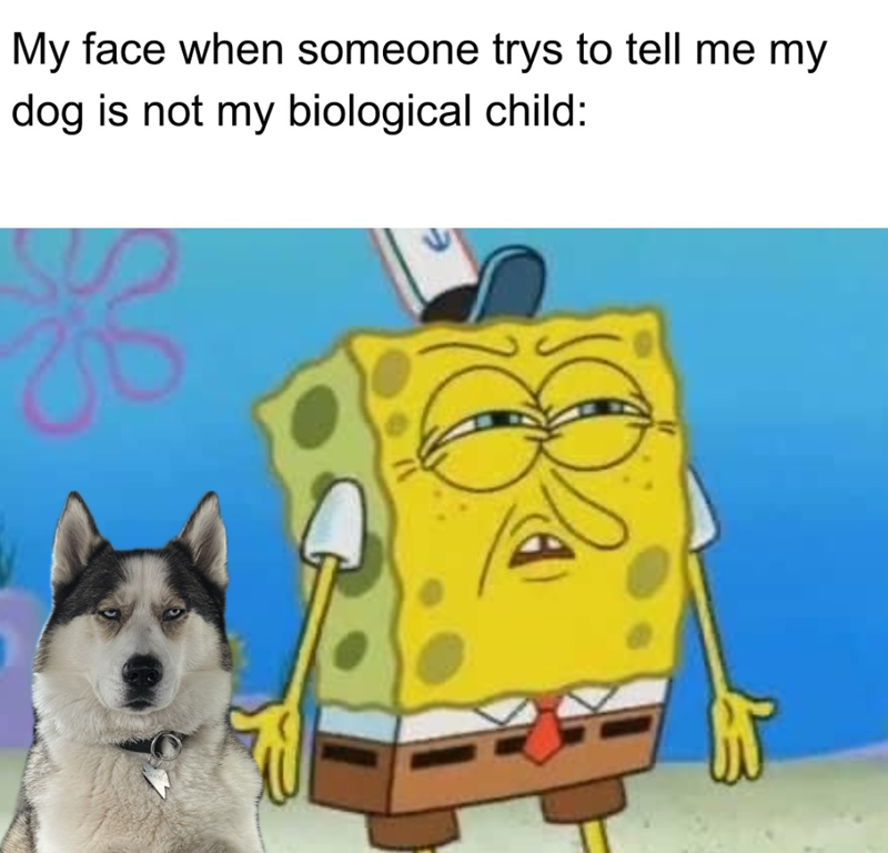 My face when someone trys to tell me my dog is not my biological child:
