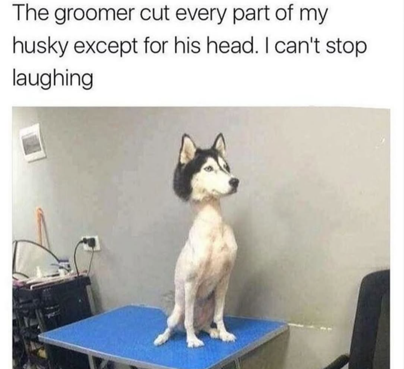The groomer cut every part of my husky except for his head. I can't stop laughing