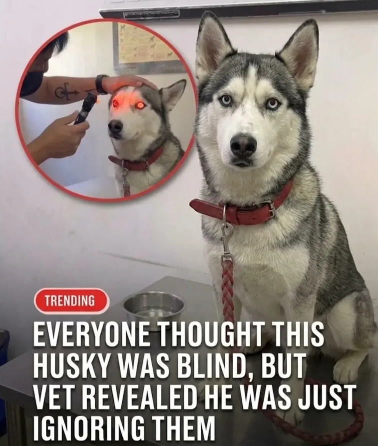 Storeing TRENDING EVERYONE THOUGHT THIS HUSKY WAS BLIND, BUT VET REVEALED HE WAS JUST IGNORING THEM