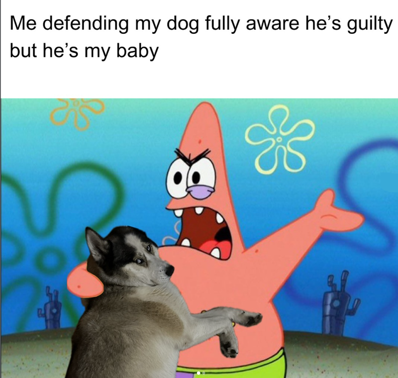 Me defending my dog fully aware he's guilty but he's my baby
