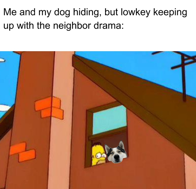 Me and my dog hiding, but lowkey keeping up with the neighbor drama: