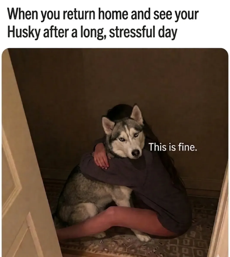 When you return home and see your Husky after a long, stressful day This is fine.