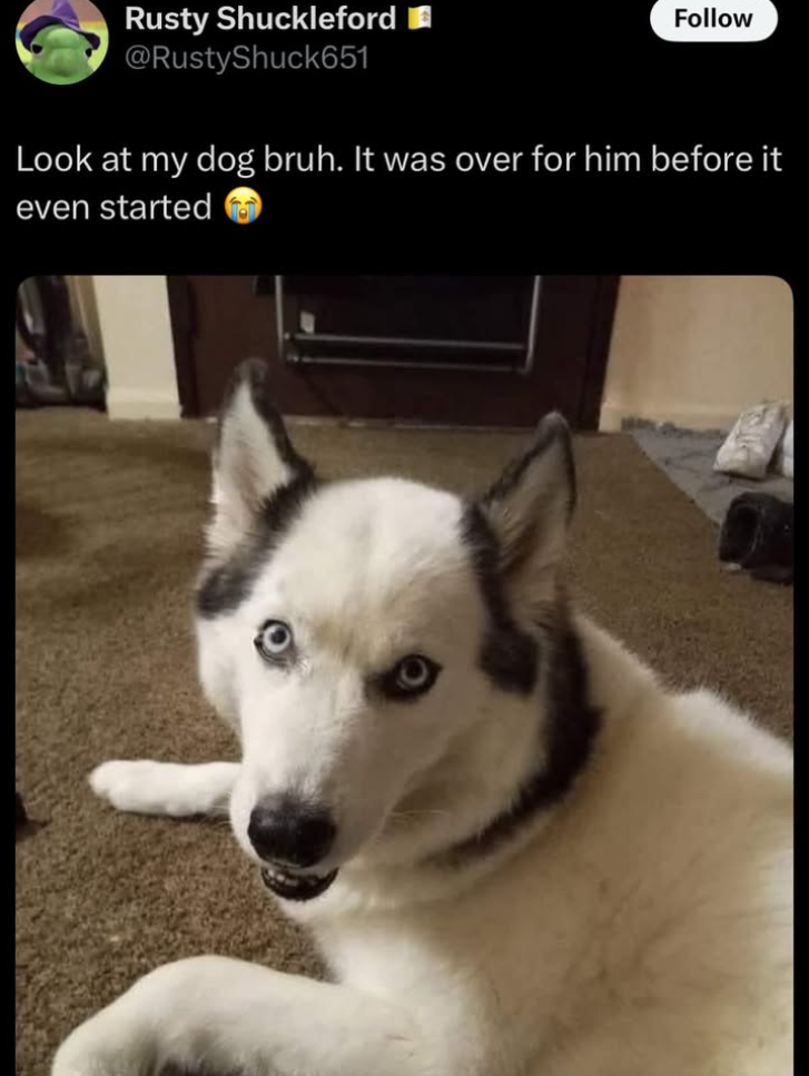 Rusty Shuckleford @RustyShuck651 Follow Look at my dog bruh. It was over for him before it even started