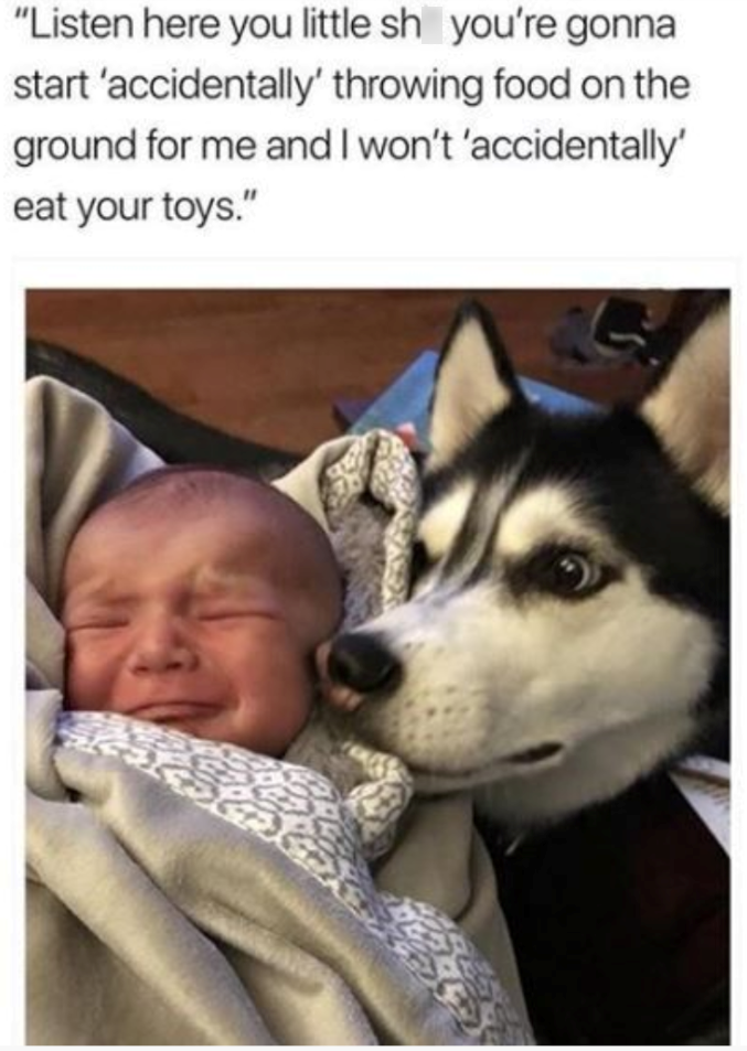 "Listen here you little sh you're gonna start 'accidentally' throwing food on the ground for me and I won't 'accidentally' eat your toys." 2