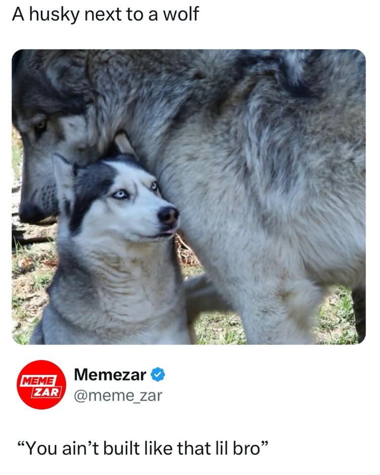 A husky next to a wolf MEME Memezar ZAR @meme_zar "You ain't built like that lil bro❞