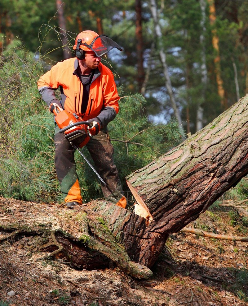A photograph depicting a man in the process of cutting down a tree.
