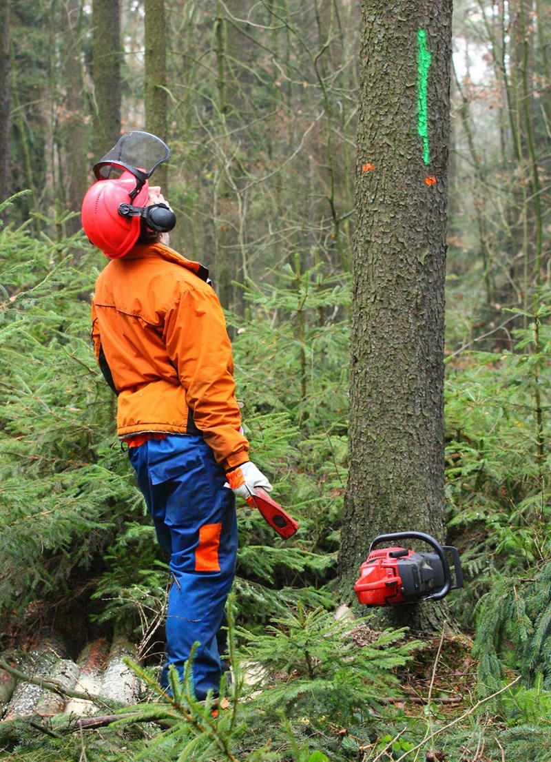 A portrait depicting a man looking up at the tree he is about to cut down.