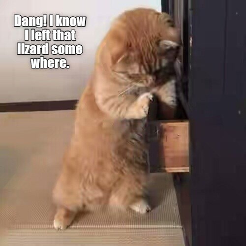 Cheezburger Image 10637683712