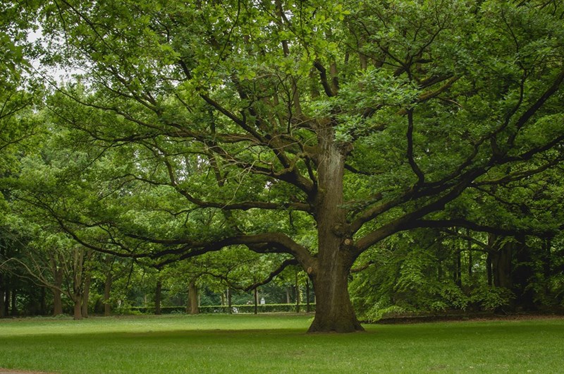 Large oak tree with sweeping branches, a hazard to the neighborhood it's been growing in, in a representative photograph.