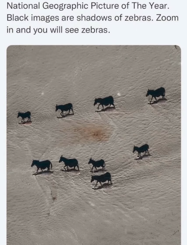 National Geographic Picture of The Year. Black images are shadows of zebras. Zoom in and you will see zebras.