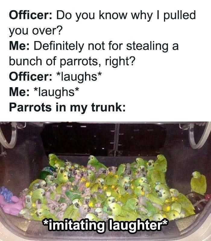 Officer: Do you know why I pulled you over? Me: Definitely not for stealing a bunch of parrots, right? Officer: *laughs* Me: *laughs* Parrots in my trunk: "imitating laughter*