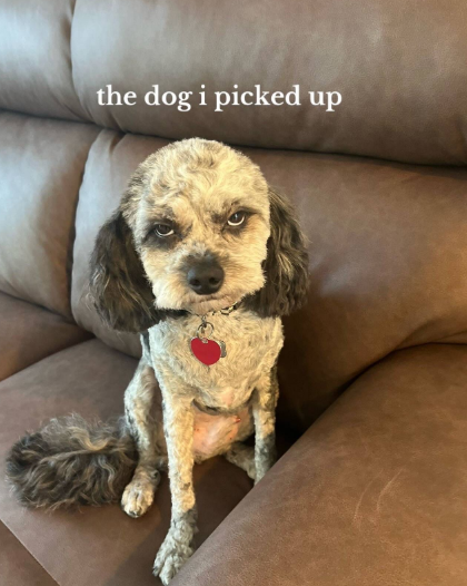 the dog i picked up