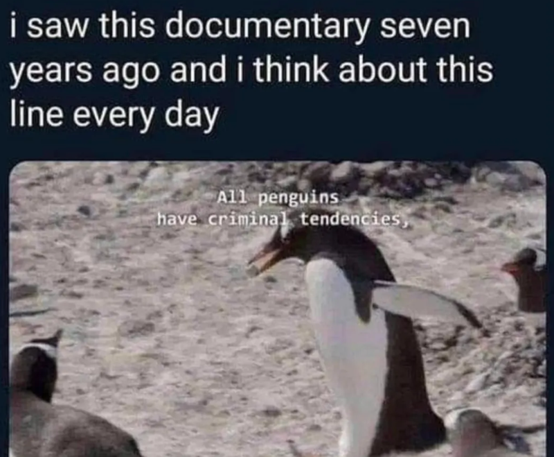 i saw this documentary seven years ago and i think about this line every day All penguins have criminal tendencies,