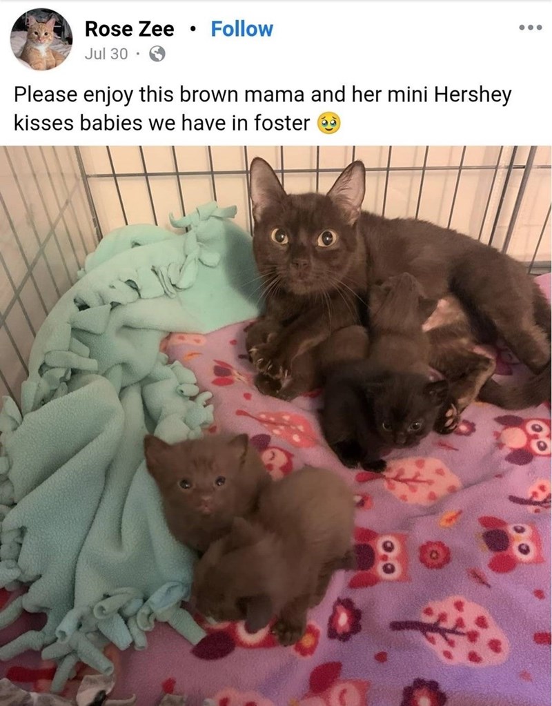 Rose Zee · Follow Jul 30 Please enjoy this brown mama and her mini Hershey kisses babies we have in foster