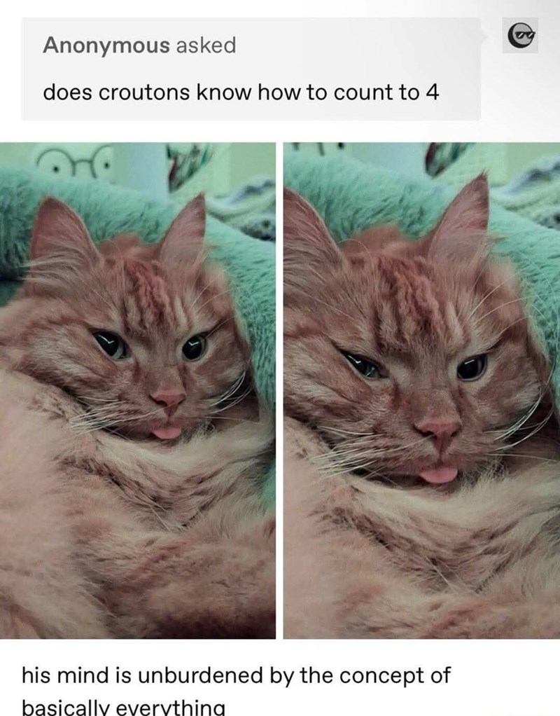 Anonymous asked does croutons know how to count to 4 his mind is unburdened by the concept of basically everything