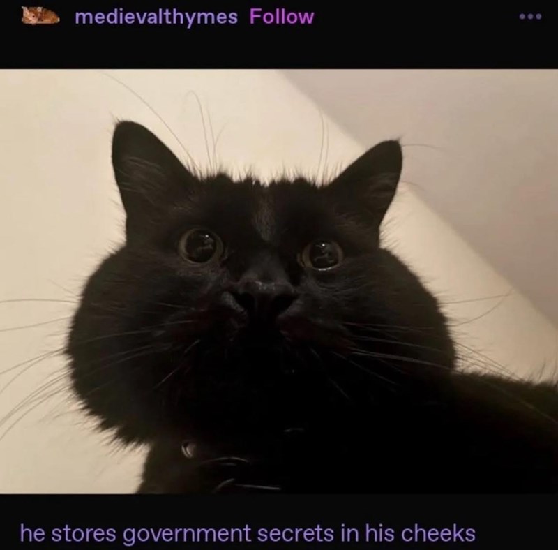 medievalthymes Follow 600 he stores government secrets in his cheeks