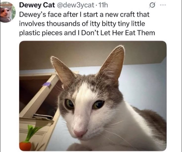Dewey Cat @dew3ycat. 11h Dewey's face after I start a new craft that involves thousands of itty bitty tiny little plastic pieces and I Don't Let Her Eat Them