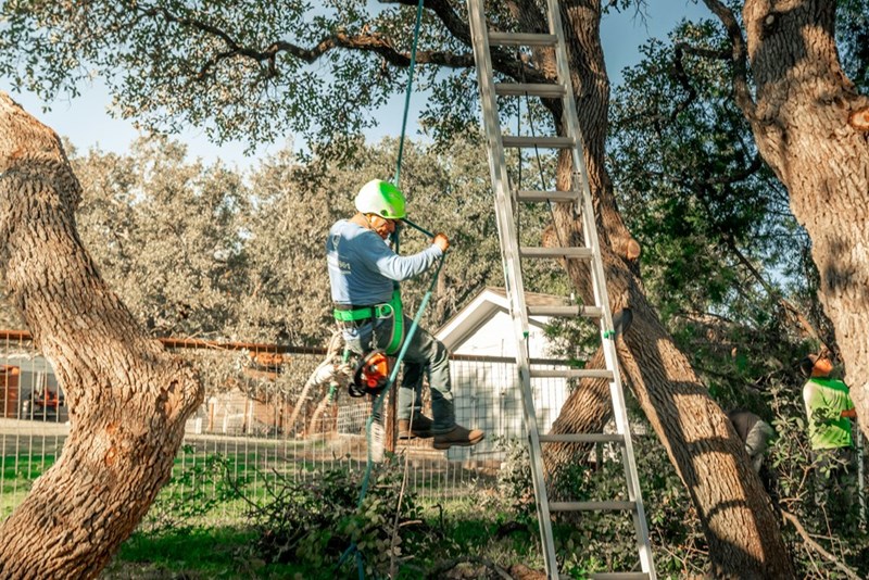 Man wearing a helment cutting down tree tied with a rope.