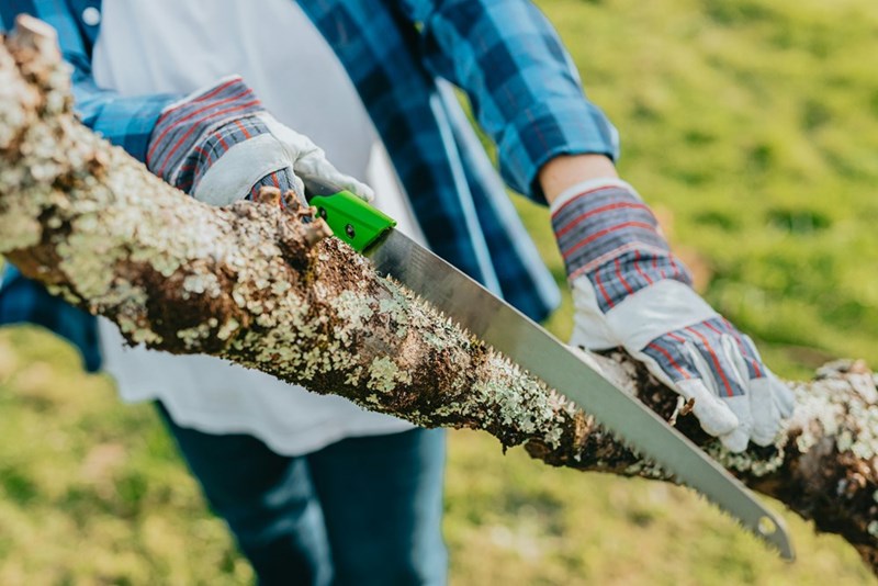 A pair of hands with gloves cutting the branch of a tree.