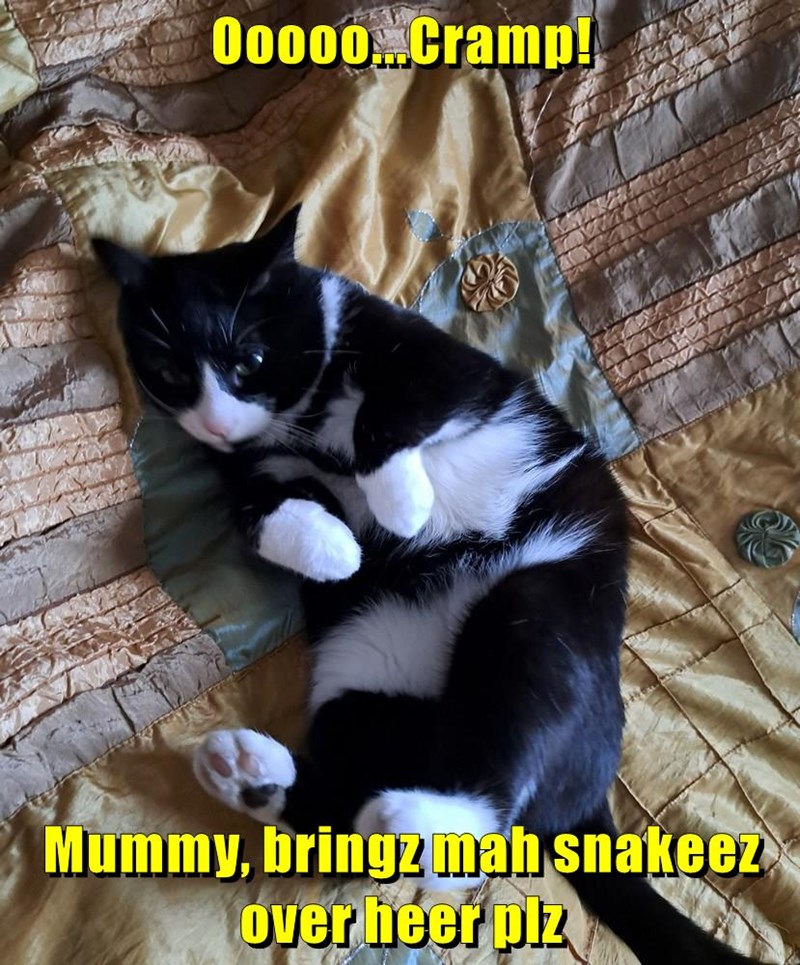 Cheezburger Image 10637817088