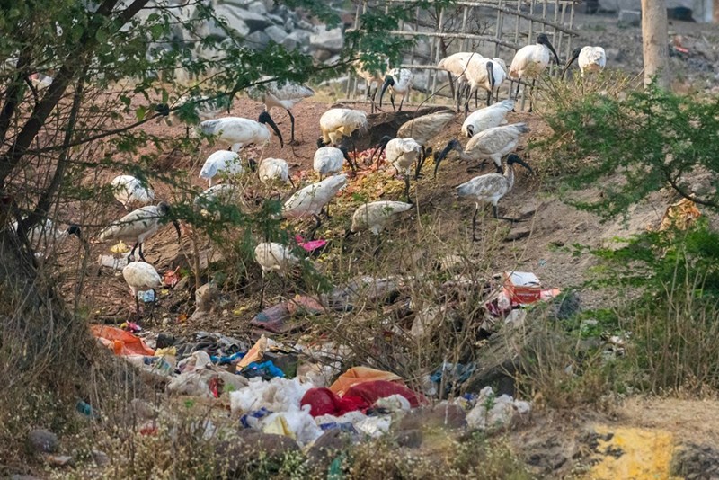 A flock of ibis birds foraging in a dump of garbage and debris.