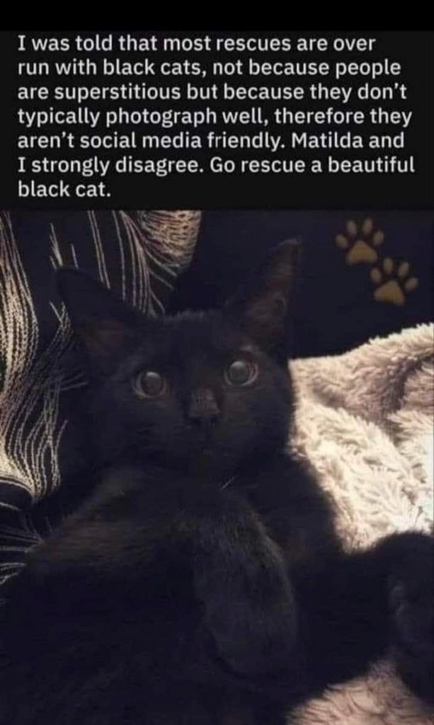 I was told that most rescues are over run with black cats, not because people are superstitious but because they don't typically photograph well, therefore they aren't social media friendly. Matilda and I strongly disagree. Go rescue a beautiful black cat.