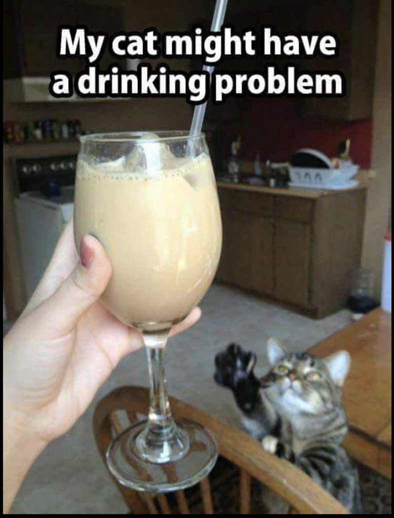 My cat might have a drinking problem