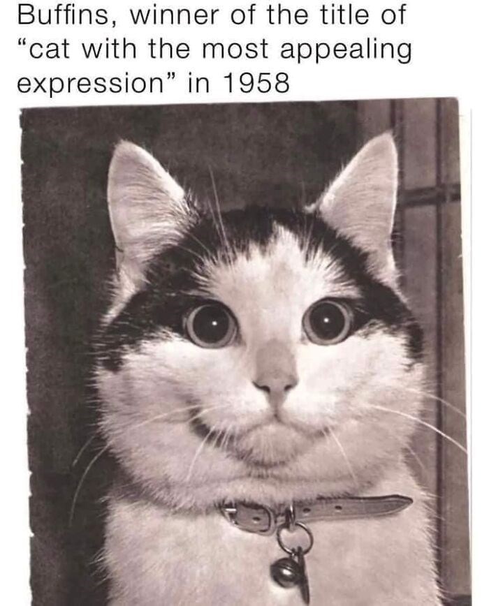 Buffins, winner of the title of "cat with the most appealing expression" in 1958