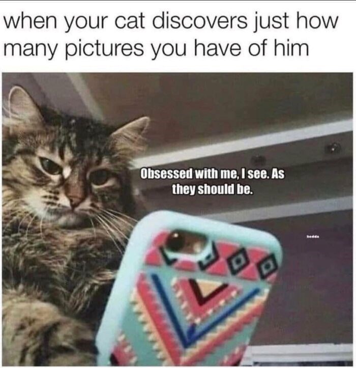 when your cat discovers just how many pictures you have of him Obsessed with me, I see. As they should be. 回