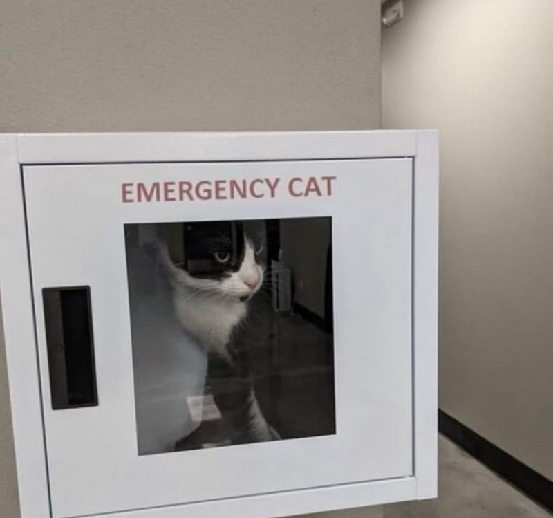 EMERGENCY CAT