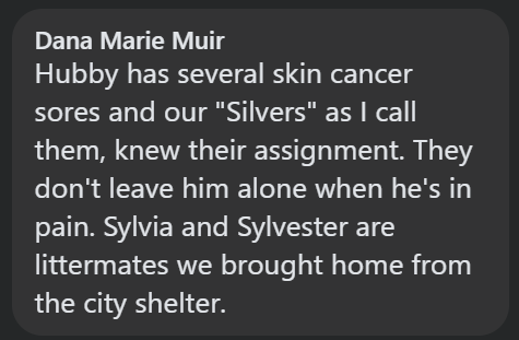 Dana Marie Muir Hubby has several skin cancer sores and our "Silvers" as I call them, knew their assignment. They don't leave him alone when he's in pain. Sylvia and Sylvester are littermates we brought home from the city shelter.