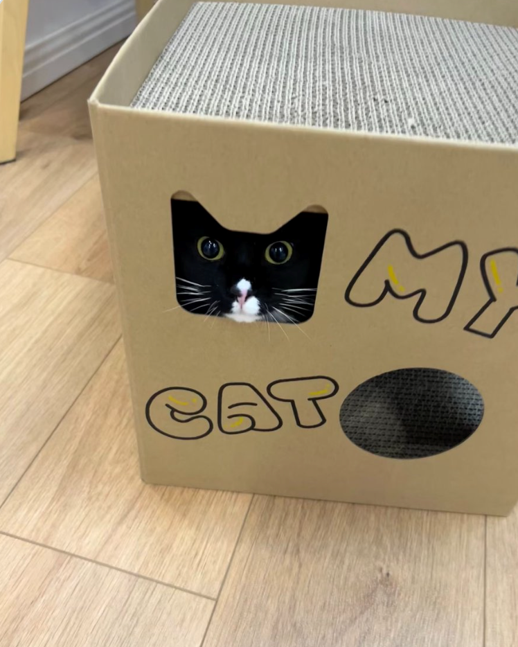 CAT MY