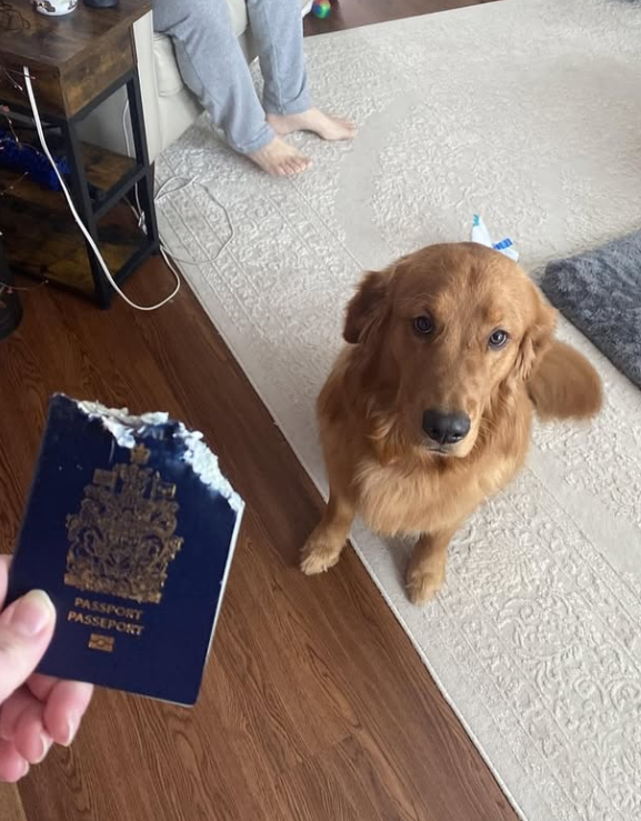 PASSPORT PASSEPORT