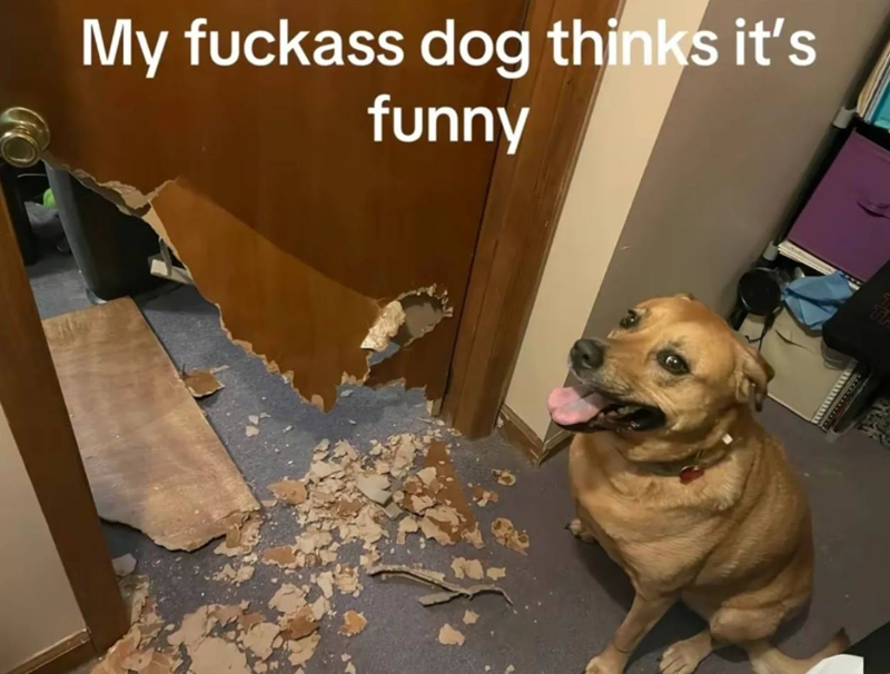 My fuckass dog thinks it's funny wwwwww