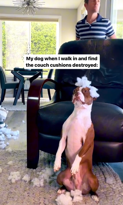 My dog when I walk in and find the couch cushions destroyed: