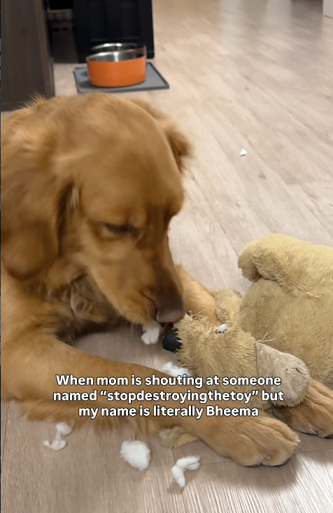 When mom is shouting at someone named "stopdestroying thetoy" but my name is literally Bheema