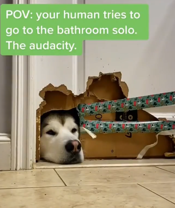 POV: your human tries to go to the bathroom solo. The audacity.
