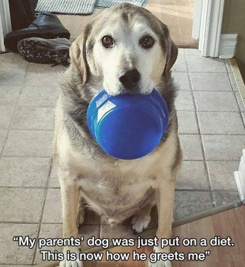 "My parents' dog was just put on a diet. This is now how he greets me"