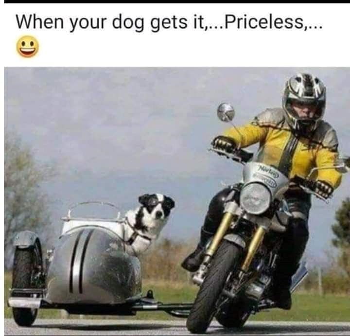 When your dog gets it,...Priceless,... Nive