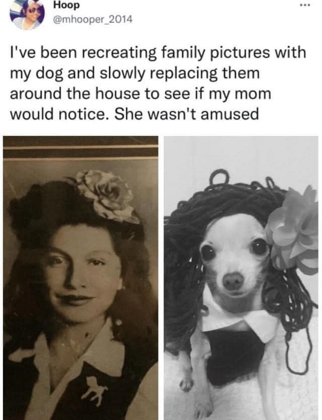 Hoop @mhooper_2014 I've been recreating family pictures with my dog and slowly replacing them around the house to see if my mom would notice. She wasn't amused D