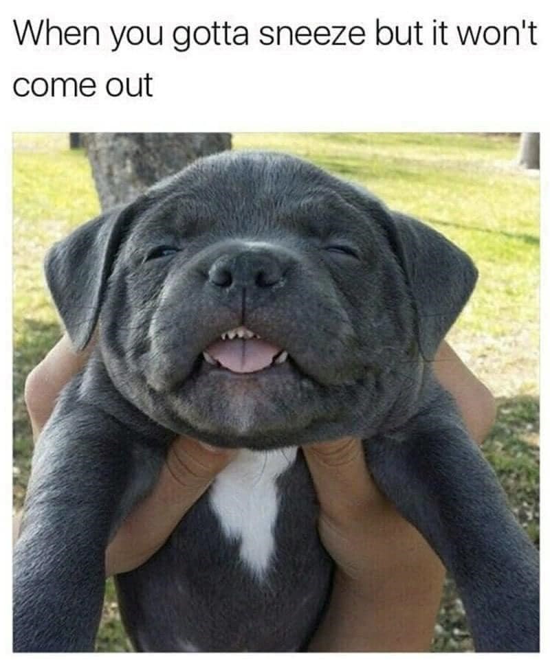 When you gotta sneeze but it won't come out