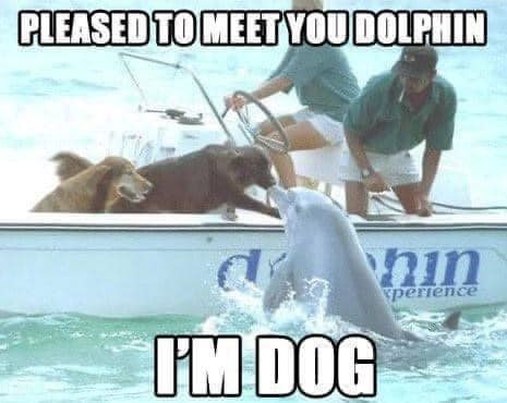 PLEASED TO MEET YOU DOLPHIN I'M DOG hin xperience