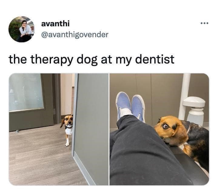 avanthi @avanthigovender the therapy dog at my dentist B