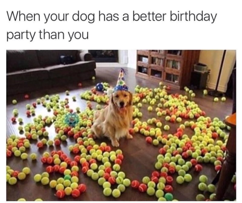 When your dog has a better birthday party than you この
