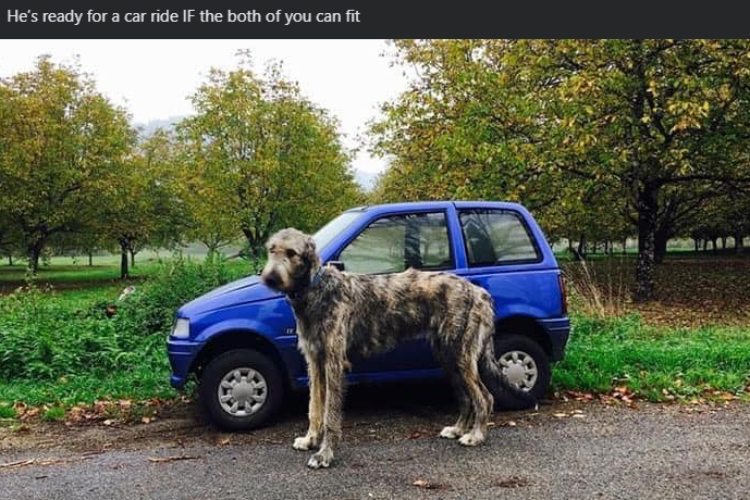 He's ready for a car ride IF the both of you can fit